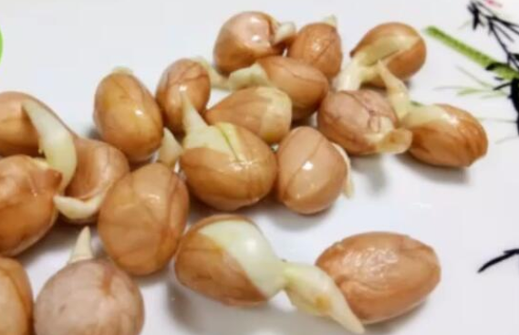 花生发芽后可以吃吗  花生发芽后营养翻倍