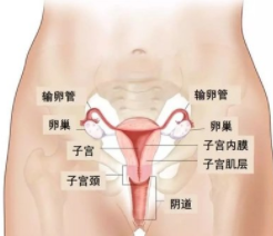 如何预防宫颈癌 千万不要长期服用避孕药
