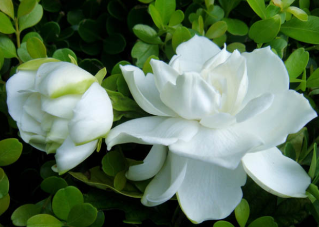 栀子花有毒吗