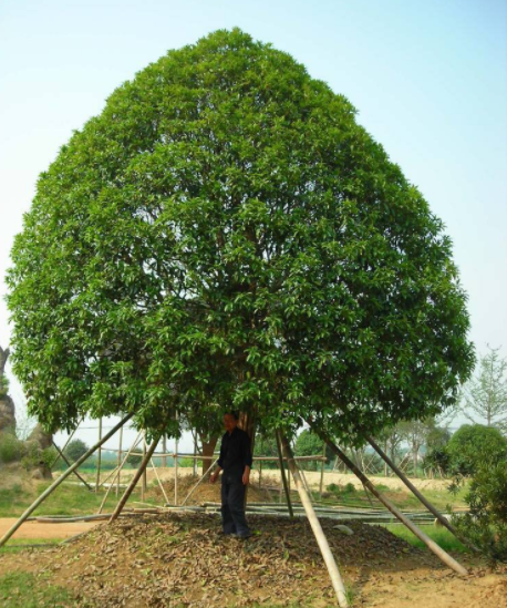 桂花树的作用