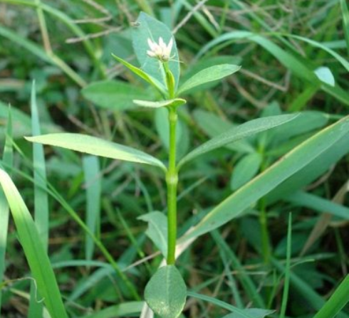 空心莲子草