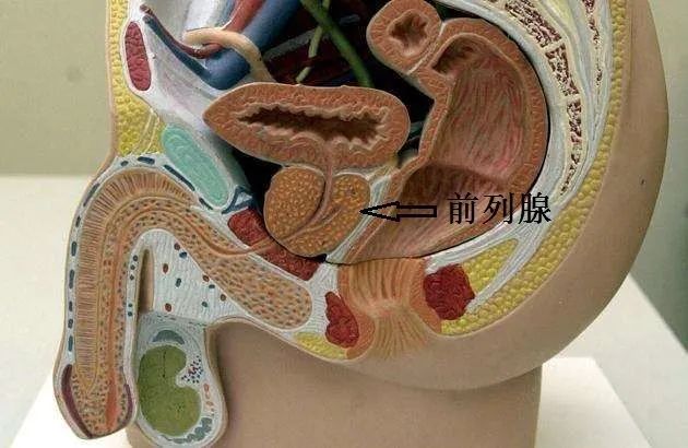 慢性前列腺炎吃什么药 慢性前列腺炎的药物治疗