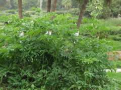 白芷叶的功效与作用