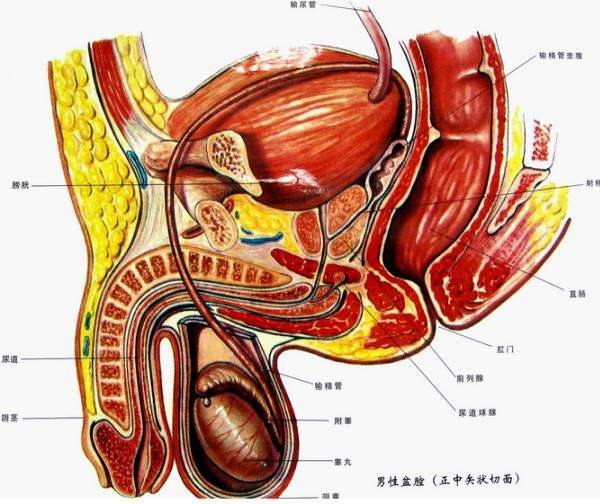 前列腺炎症状吃什么药 四种药物有效缓解前列腺炎