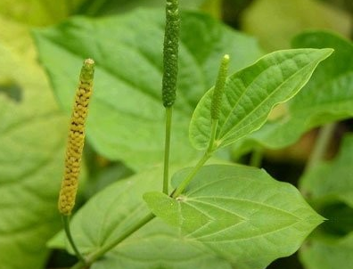 荜茇根的功效与作用