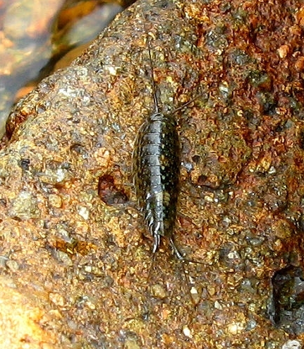 海蟑螂幼虫图片