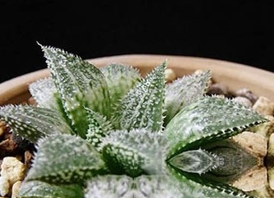 海藻石的功效与作用