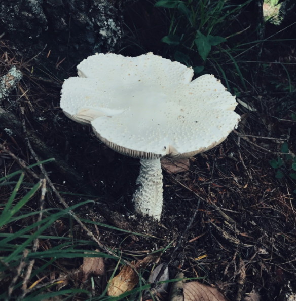 白鹅膏的功效与作用