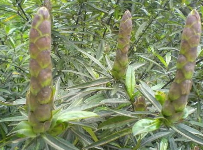 花叶假杜鹃的功效与作用