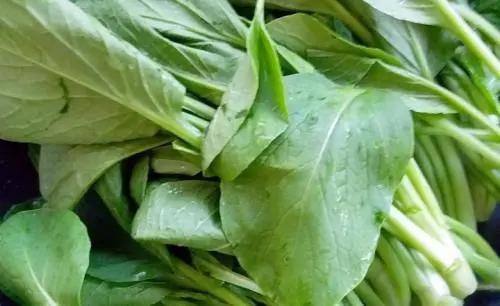 油菜苗可以食用吗 揭秘吃油菜苗的5大益处