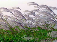芦竹箨的功效与作用