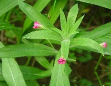毛脉柳叶菜的功效与作用