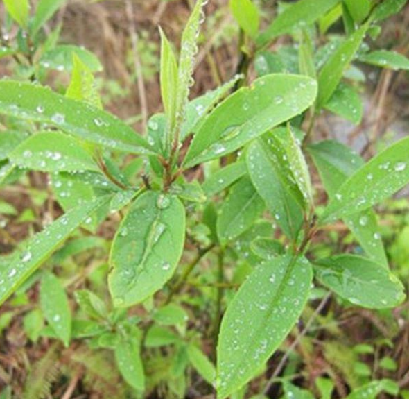 鸡翼菜植物图片图片