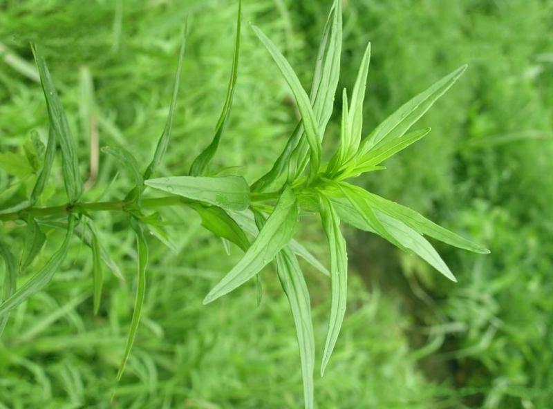 红竹菜图片功效与作用图片