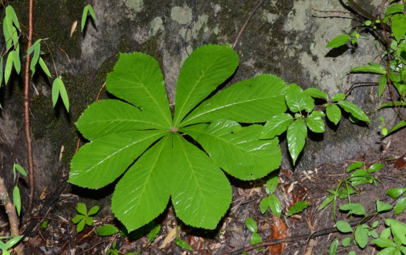 牛角根草药图片图片