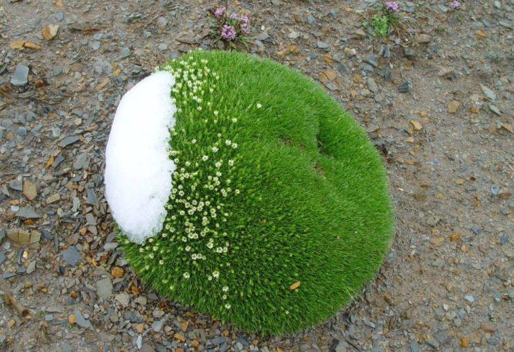 雪灵芝的功效与作用