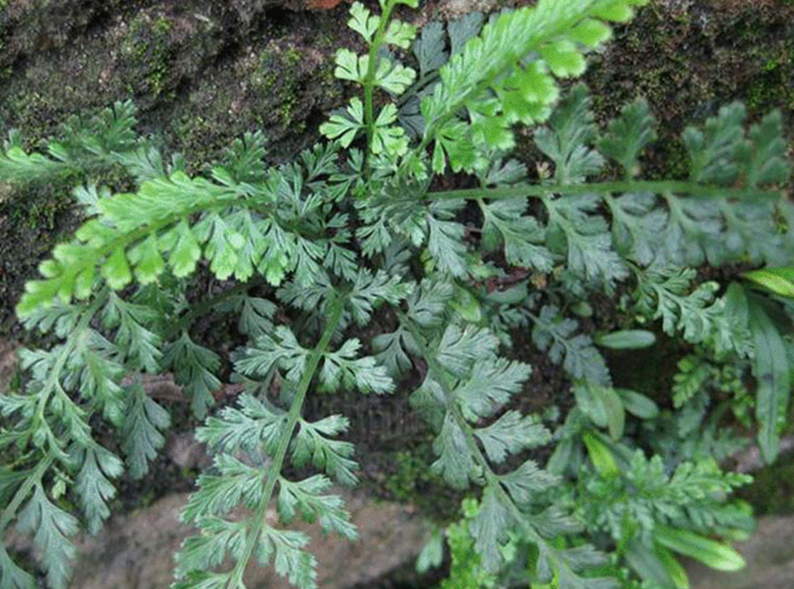 鸡尾草图片功效与作用图片