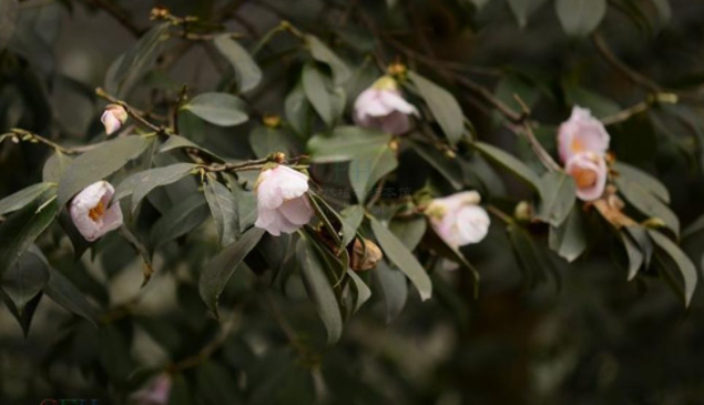 野山茶的功效与作用