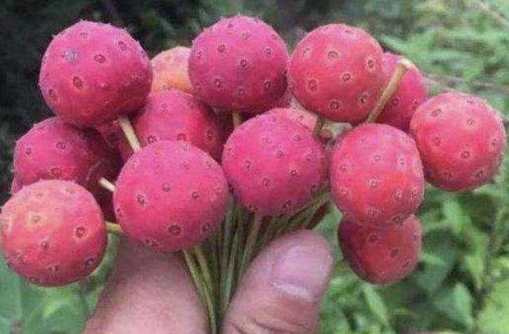 野荔枝的功效与作用
