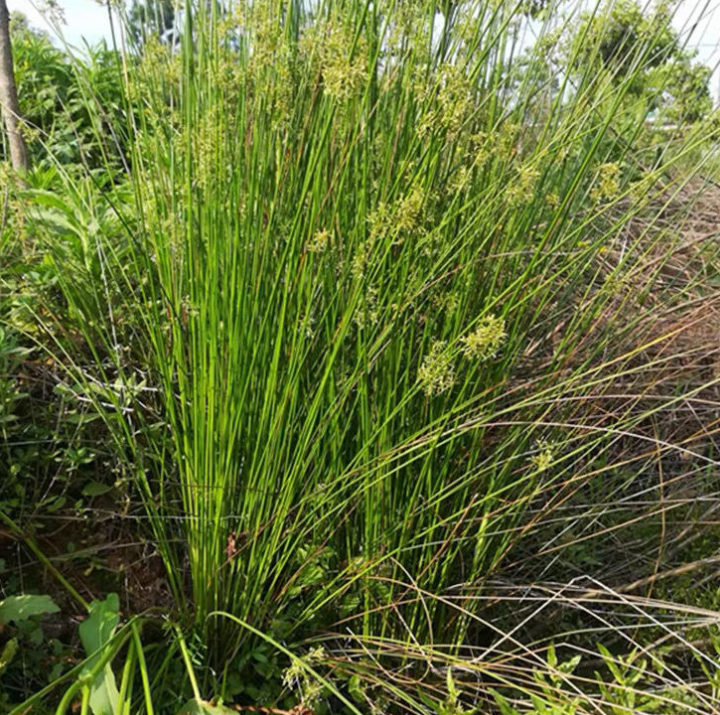 野灯草的功效与作用