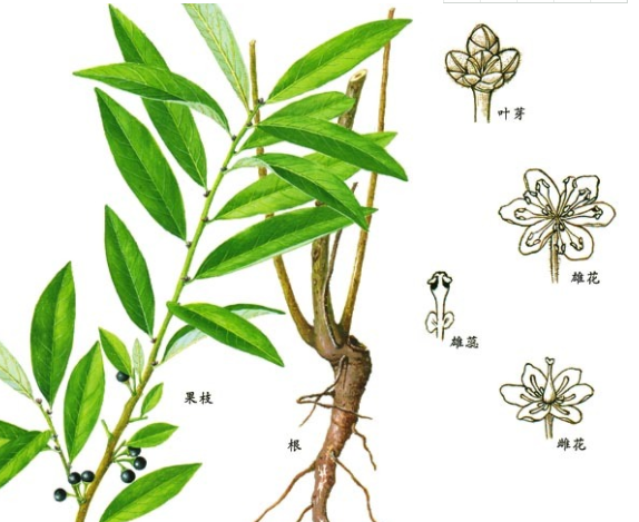 狭叶山胡椒的功效与作用