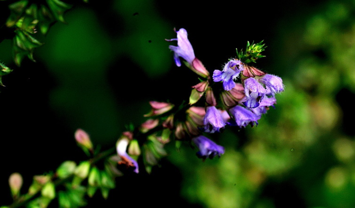 紫金莲的功效图片图片