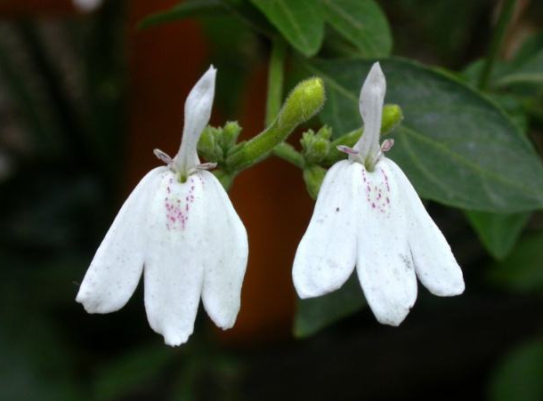 白鹤灵芝草能治疗哪些疾病