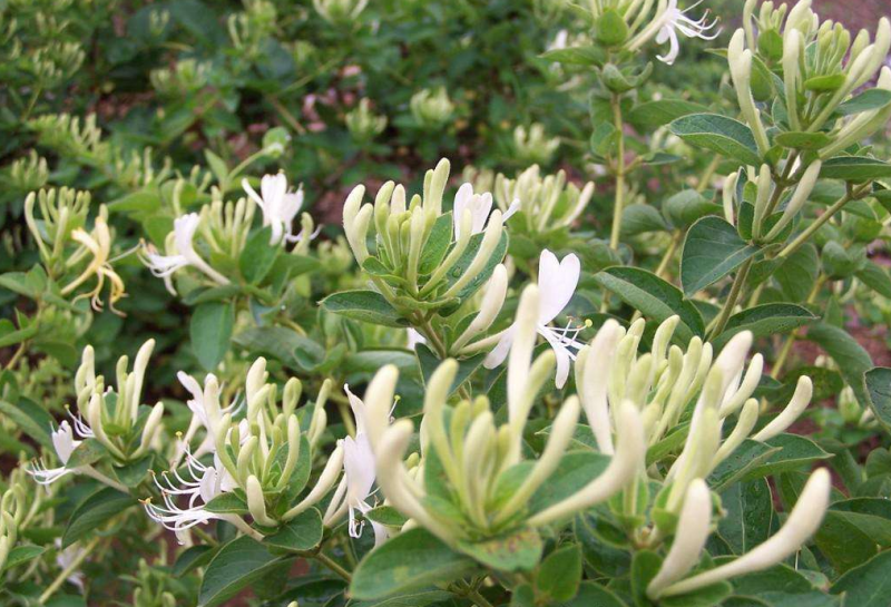 金银花去火效果如何