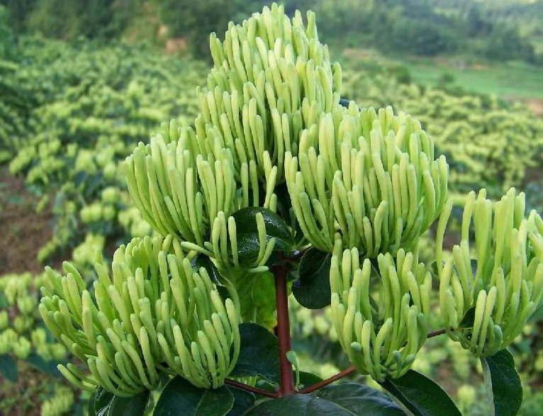 金银花祛湿疹功效好不好?