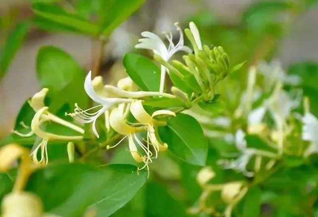 金银花能治荨麻疹疾病吗