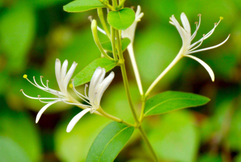 经常喝金银花能治口臭吗