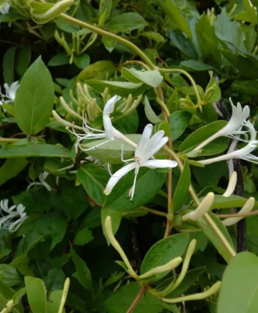 金银花可以用来祛斑吗