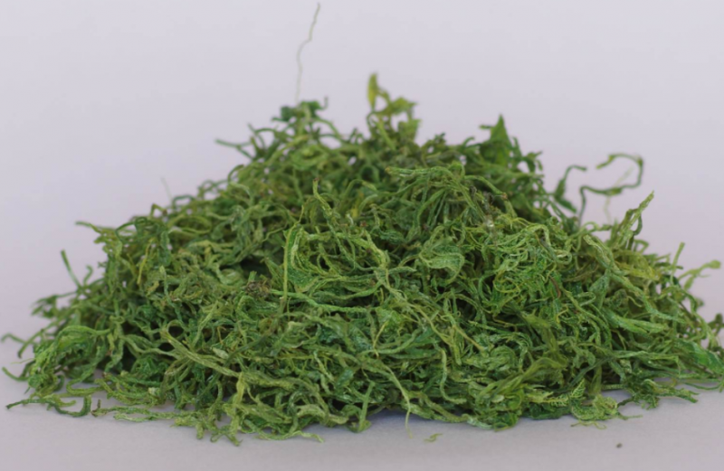 绞股蓝药效及功效