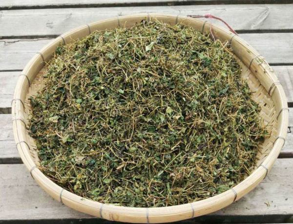 苦味绞股蓝的作用