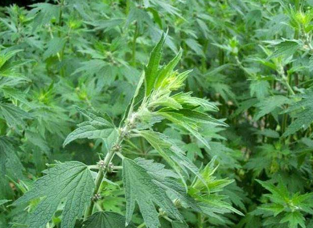 中药益母草是消炎药吗