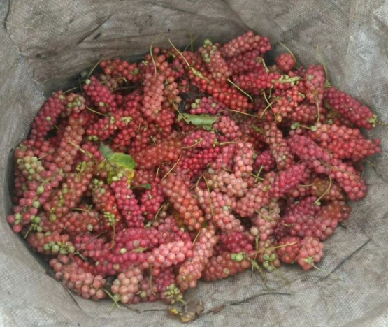 南五味子的功效与作用及食用方法是什么