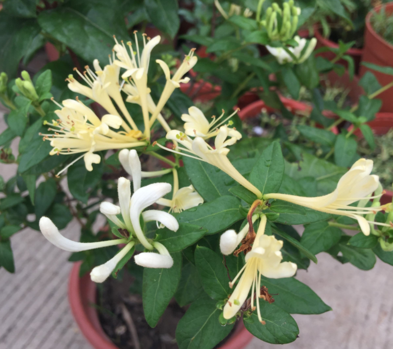 金银花到底能去湿吗