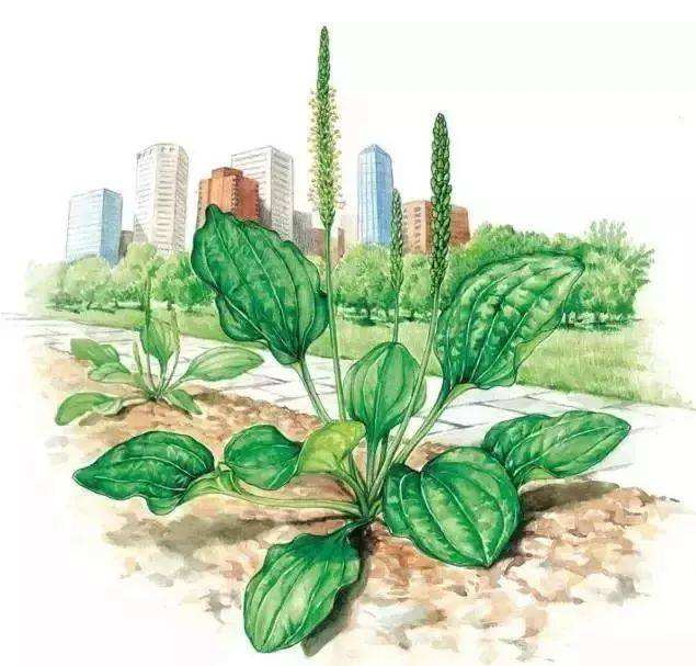中草药熬制方法？
