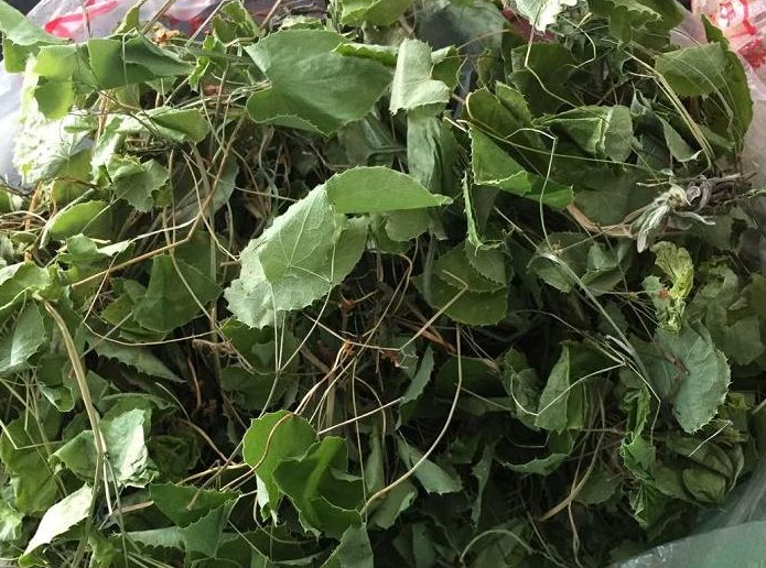 用淫羊藿泡水喝可以吗