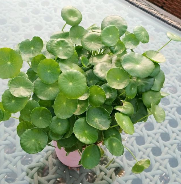 铜钱草的药用价值有哪些