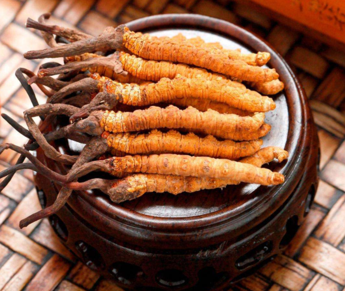 冬虫夏草可以泡水吗