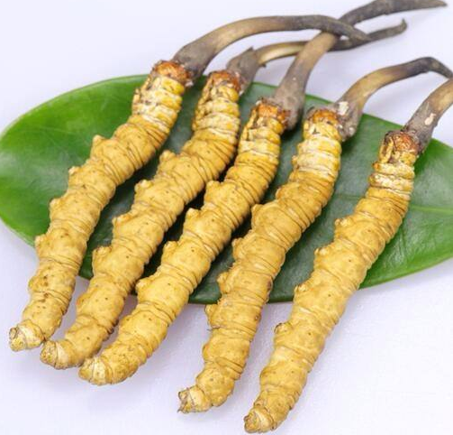 冬虫草发霉还能吃吗