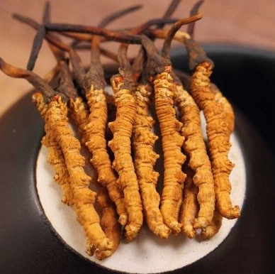 冬虫夏草的食用方法有哪些呢