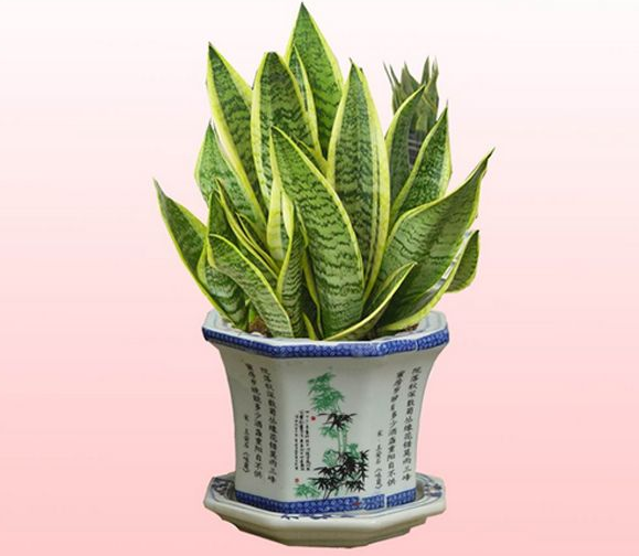 虎尾兰的药用价值有哪些