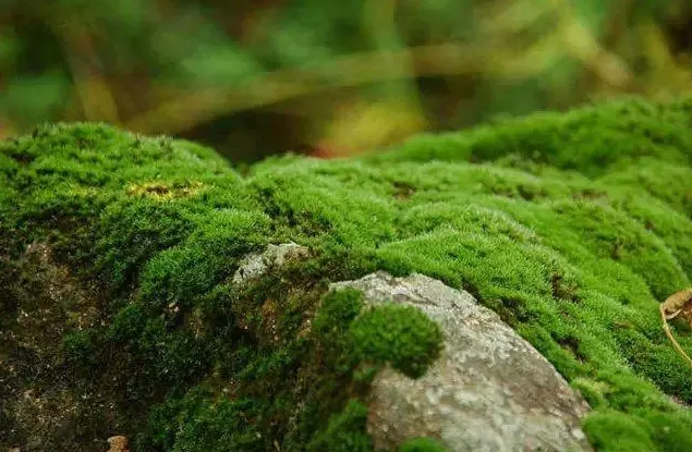 青苔药用价值有哪些