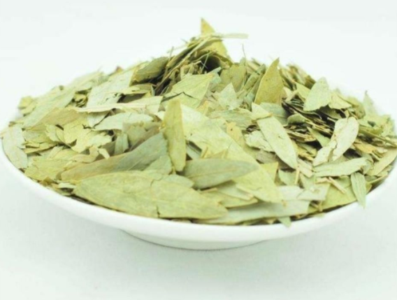 泻叶的药用价值