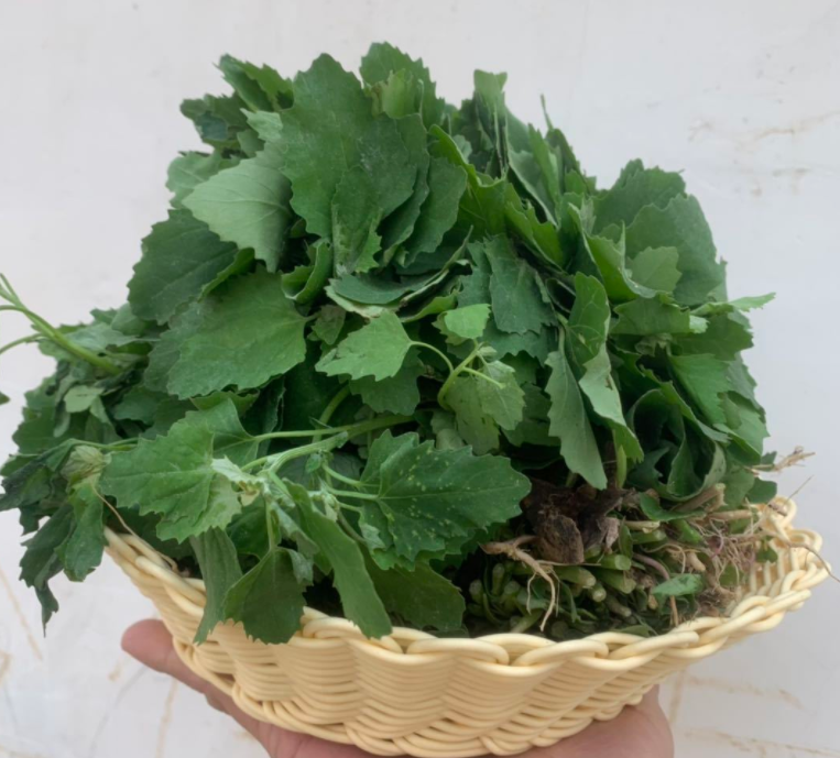 灰菜的药用价值有哪些呢