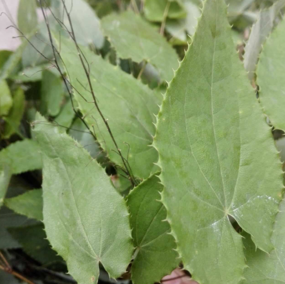 淫羊藿真假怎么辨别