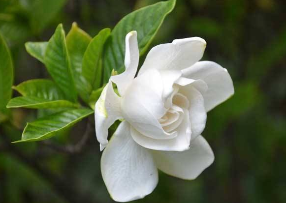 栀子花能够泡水喝吗