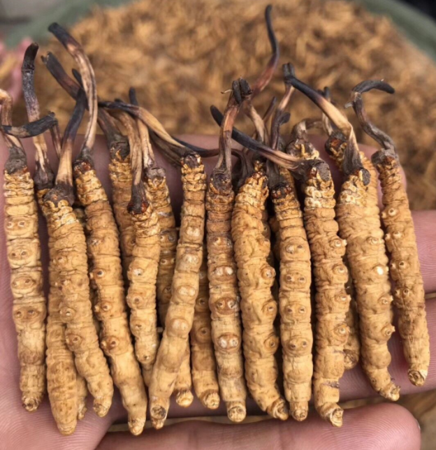 虫草发霉了还能吃吗